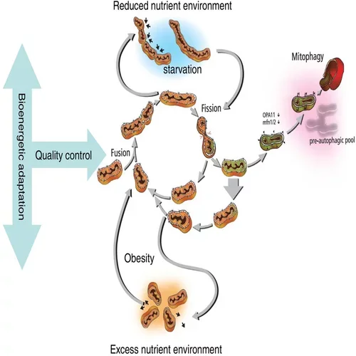 Mitochondria Quality Control Diagram